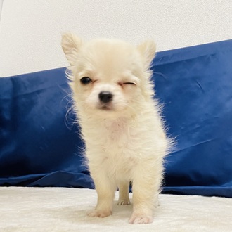 愛知県のチワワ(ロング) (犬の家＆猫の里一宮店/2026年1月11日生まれ/女の子/クリームホワイト)の子犬の4枚目の画像