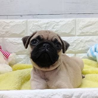 静岡県のパグ (犬の家＆猫の里アミーゴ浜松和田店/2026年1月13日生まれ/男の子/フォーン)の子犬の4枚目の画像