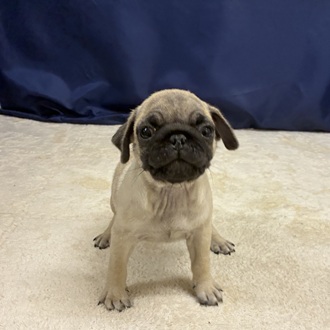 愛知県のパグ (犬の家＆猫の里一宮店/2026年1月13日生まれ/男の子/フォーン)の子犬の4枚目の画像