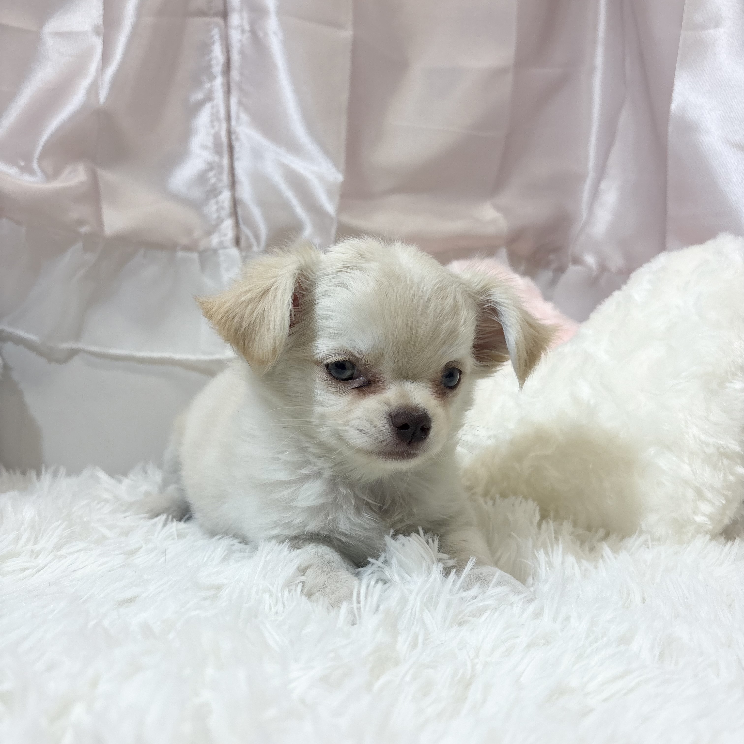 兵庫県のチワワ(ロング) (犬の家＆猫の里カナート西神戸店/2026年1月13日生まれ/女の子/クリームホワイト)の子犬の4枚目の画像