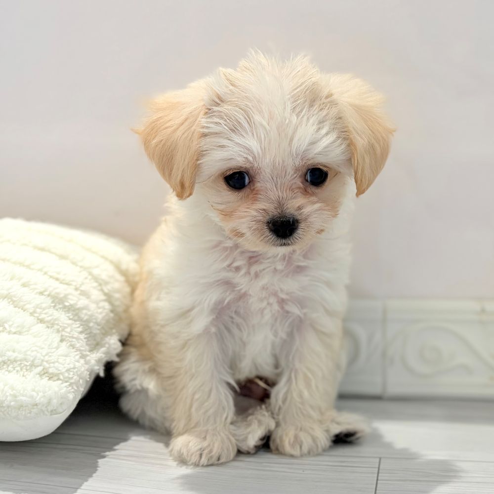 愛知県のチワプー/プーチー(チワワ×プードル) (犬の家＆猫の里春日井本店/2026年1月14日生まれ/男の子/クリーム)の子犬の4枚目の画像