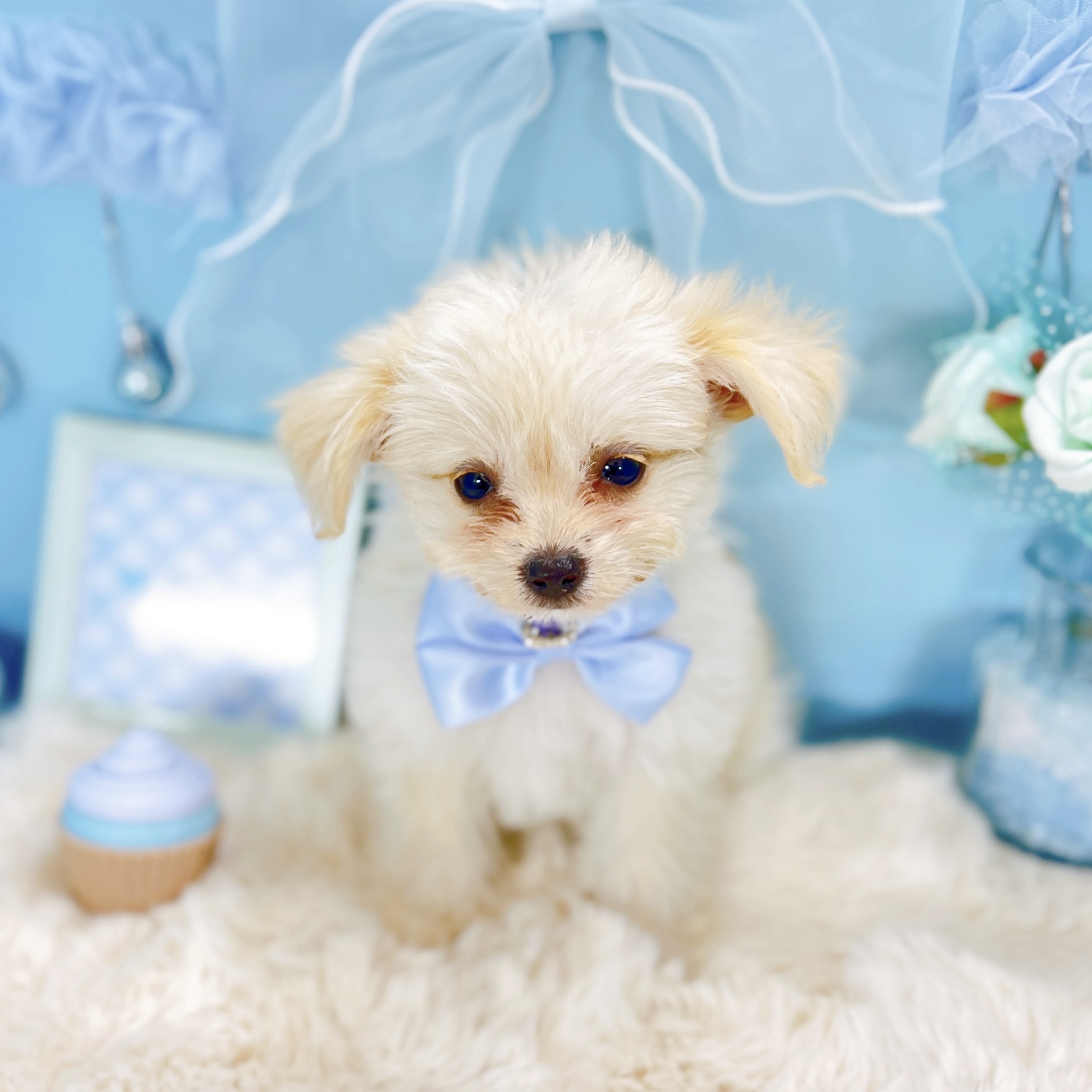 福井県のチワプー/プーチー(チワワ×プードル) (犬の家＆猫の里アミーゴ福井大和田店/2026年1月14日生まれ/男の子/クリーム)の子犬の4枚目の画像