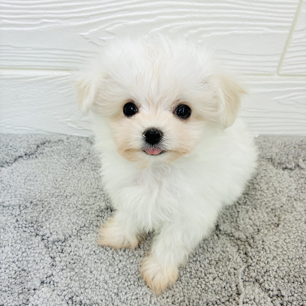 愛知県のチワマル/マルチワ(チワワ×マルチーズ) (犬の家＆猫の里七宝店/2026年1月14日生まれ/女の子/ホワイト)の子犬の4枚目の画像