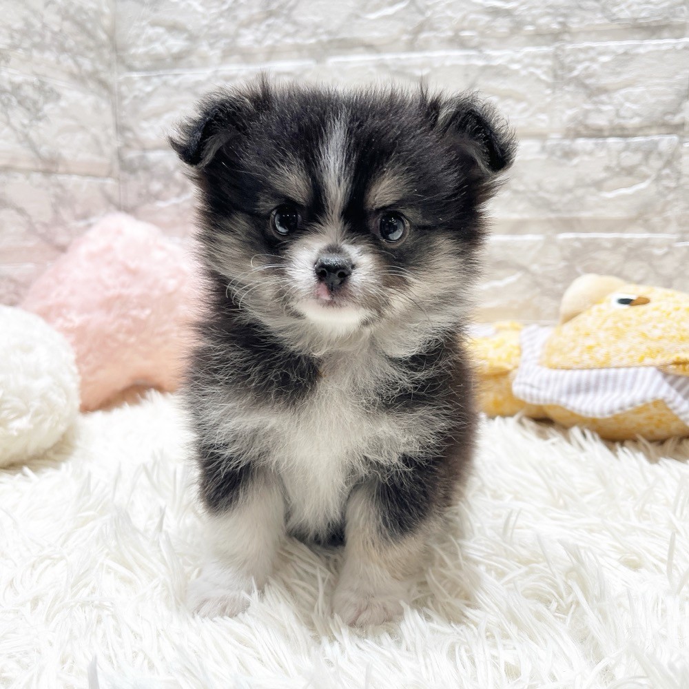 ハーフ犬女の子の写真