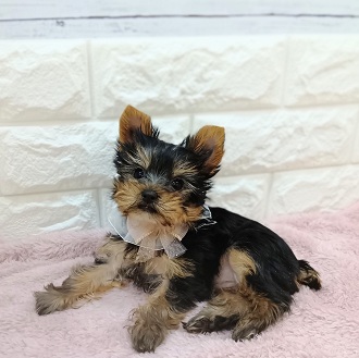 静岡県のヨークシャーテリア (犬の家＆猫の里アミーゴ浜松和田店/2026年1月13日生まれ/女の子/スチールブルータン)の子犬の4枚目の画像