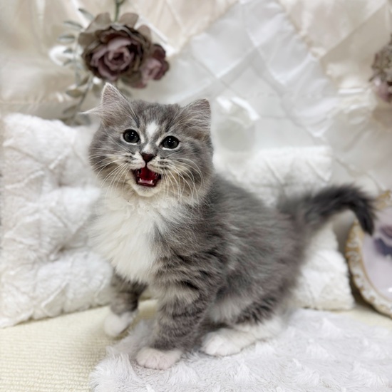 岐阜県のミヌエット (犬の家＆猫の里カラフルタウン岐阜店/2026年1月10日生まれ/男の子/ブルータビーホワイト)の子猫の4枚目の画像