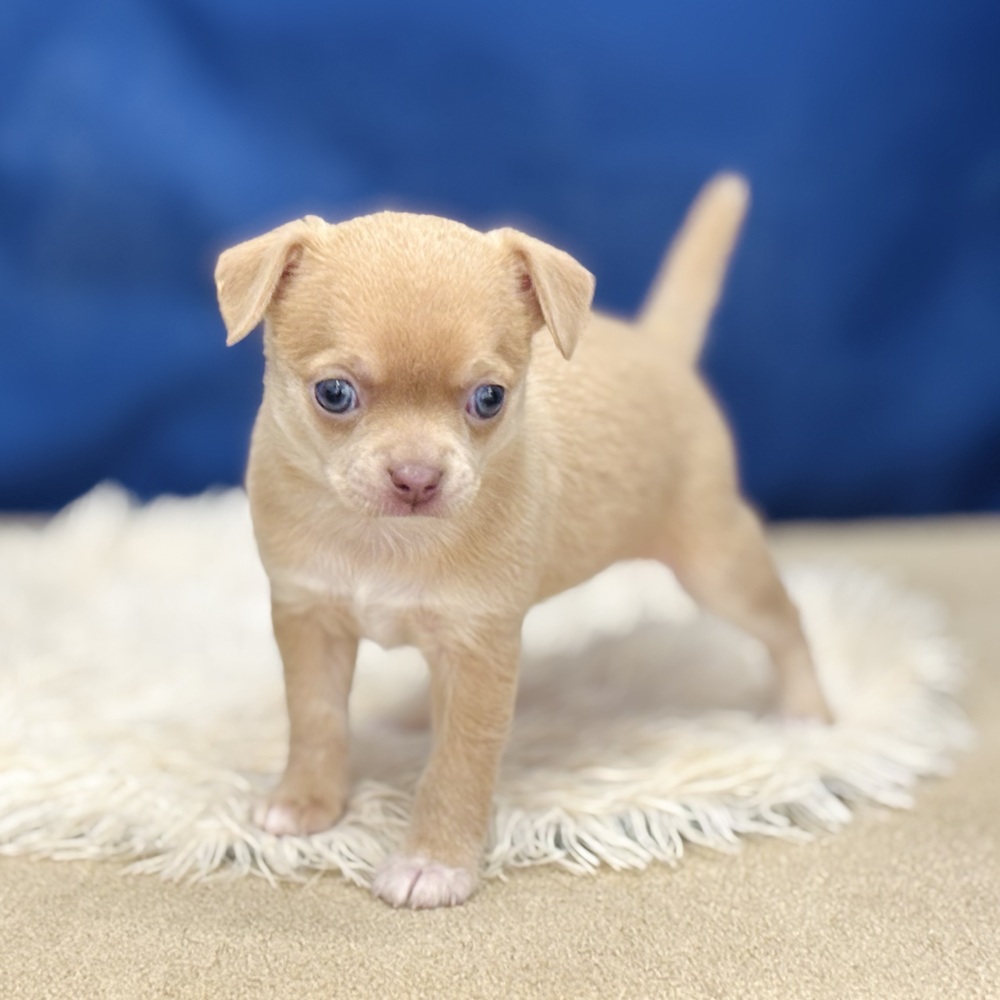 岐阜県のチワワ(スムース) (犬の家＆猫の里中津川店/2026年1月13日生まれ/女の子/イザベラフォーンホワイト)の子犬の4枚目の画像