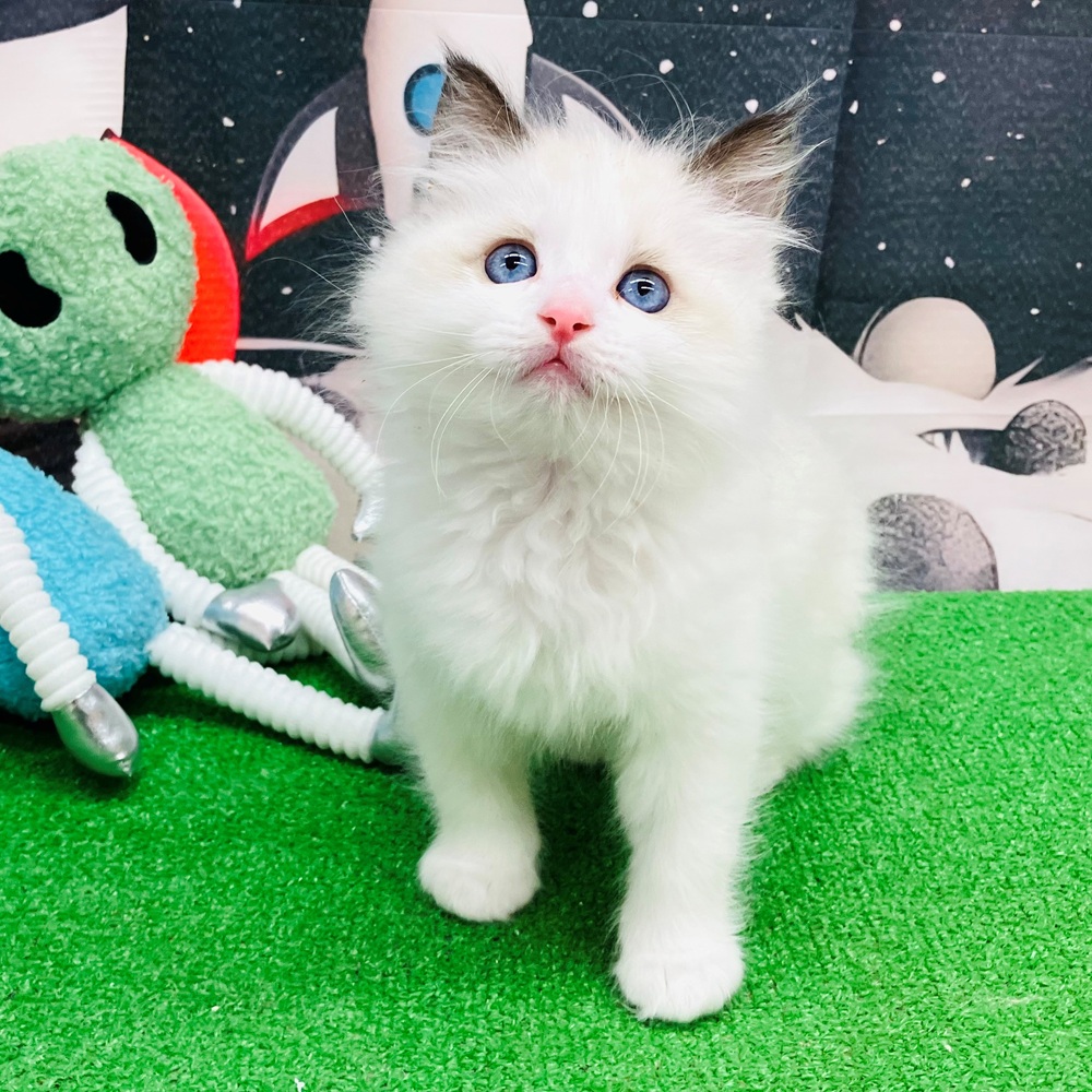 愛知県のラグドール (犬の家＆猫の里名古屋天白店/2026年1月14日生まれ/男の子/シールポイントバイカラー)の子猫の4枚目の画像