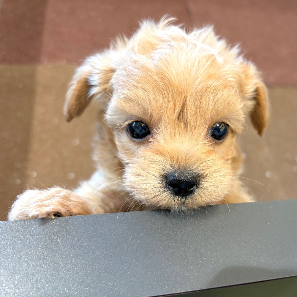 愛知県のチワプー/プーチー(チワワ×プードル) (犬の家＆猫の里春日井本店/2026年1月13日生まれ/男の子/アプリコット)の子犬の4枚目の画像