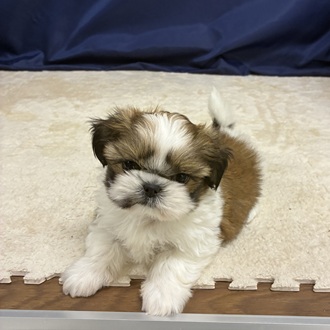 愛知県のシーズー (犬の家＆猫の里一宮店/2026年1月14日生まれ/女の子/ホワイトゴールド)の子犬の4枚目の画像