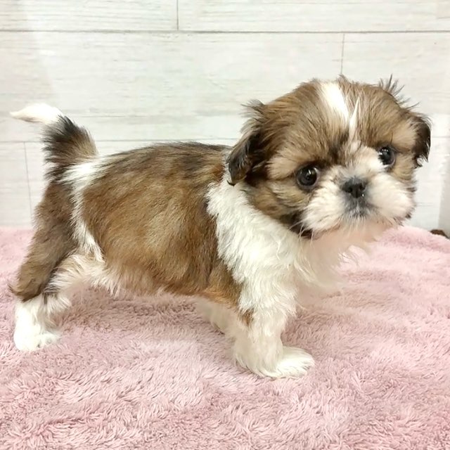 愛知県のシーズー (犬の家＆猫の里碧南店/2026年1月12日生まれ/女の子/ホワイトゴールド)の子犬の4枚目の画像