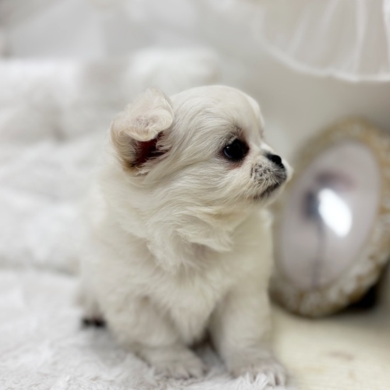 岐阜県のチワペキ/ペキチー/ペキチワ(チワワ×ペキニーズ) (犬の家＆猫の里カラフルタウン岐阜店/2026年1月14日生まれ/男の子/クリーム)の子犬の4枚目の画像