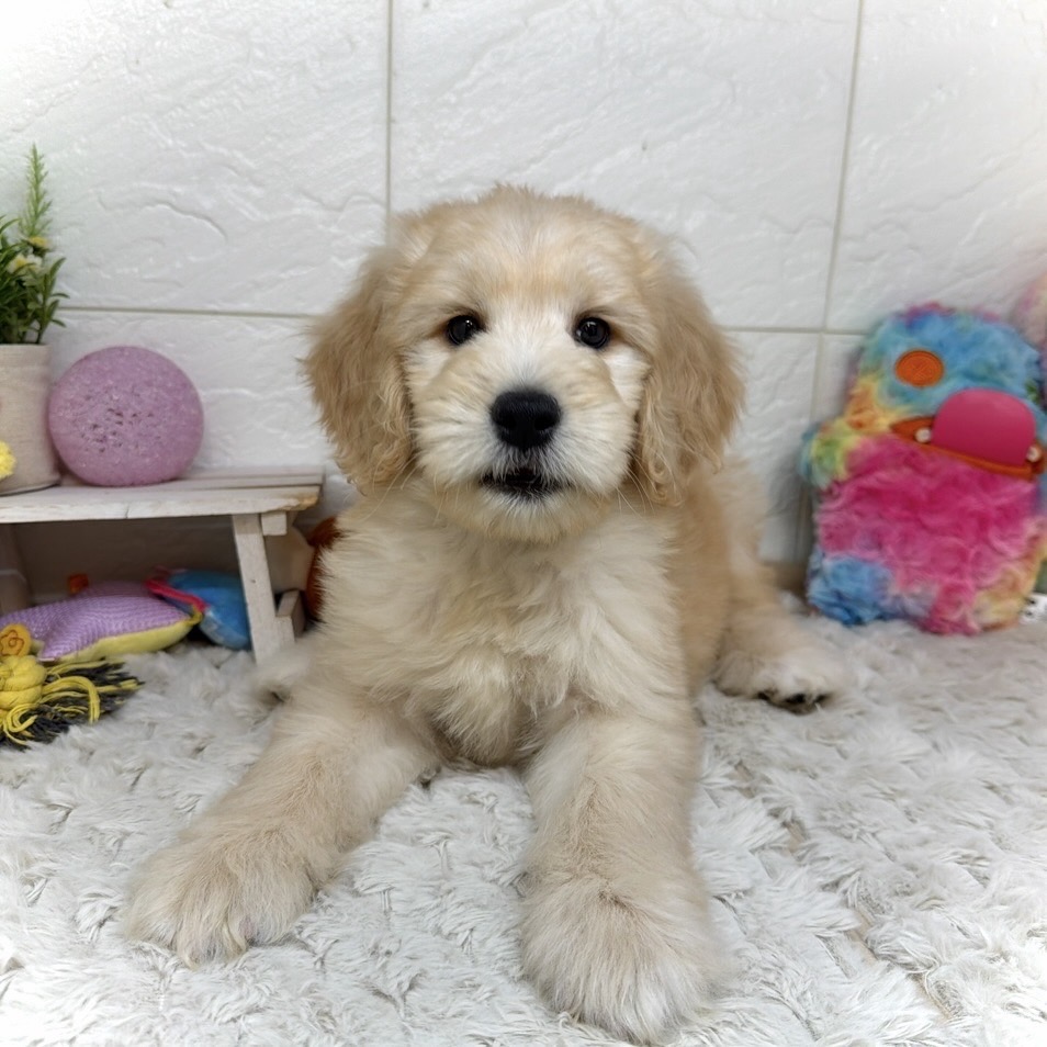 兵庫県のゴールデンドゥードゥル(ゴールデン×プードル) (犬の家＆猫の里ゆめタウン姫路店/2026年1月13日生まれ/女の子/ゴールデン)の子犬の4枚目の画像