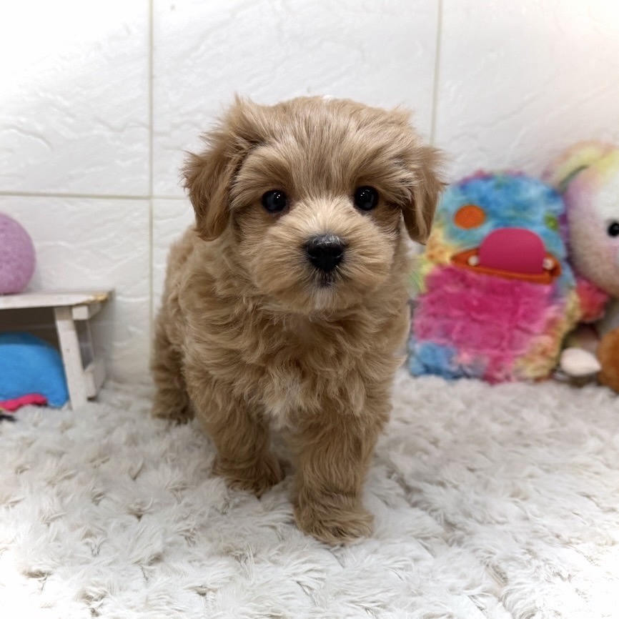 兵庫県のマルプー(マルチーズ×プードル) (犬の家＆猫の里ゆめタウン姫路店/2026年1月14日生まれ/女の子/クリーム)の子犬の4枚目の画像