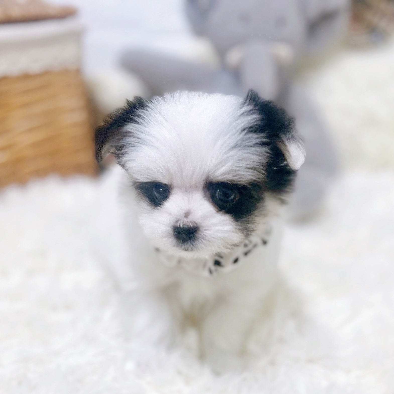 滋賀県のチワマル/マルチワ(チワワ×マルチーズ) (犬の家＆猫の里近江八幡店/2026年1月15日生まれ/女の子/ホワイトブラック)の子犬の4枚目の画像