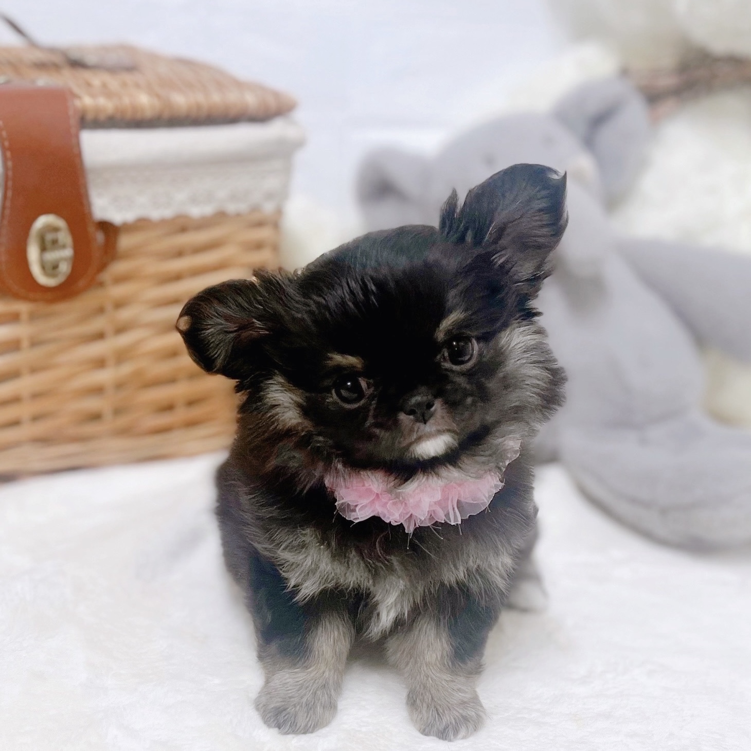 滋賀県のチワワ(ロング) (犬の家＆猫の里近江八幡店/2026年1月12日生まれ/女の子/ブラックタン)の子犬の4枚目の画像