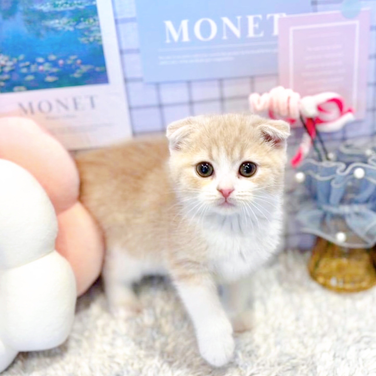 福井県のスコティッシュフォールド (犬の家＆猫の里アミーゴ福井店/2026年1月9日生まれ/男の子/クリームタビーホワイト)の子猫の4枚目の画像