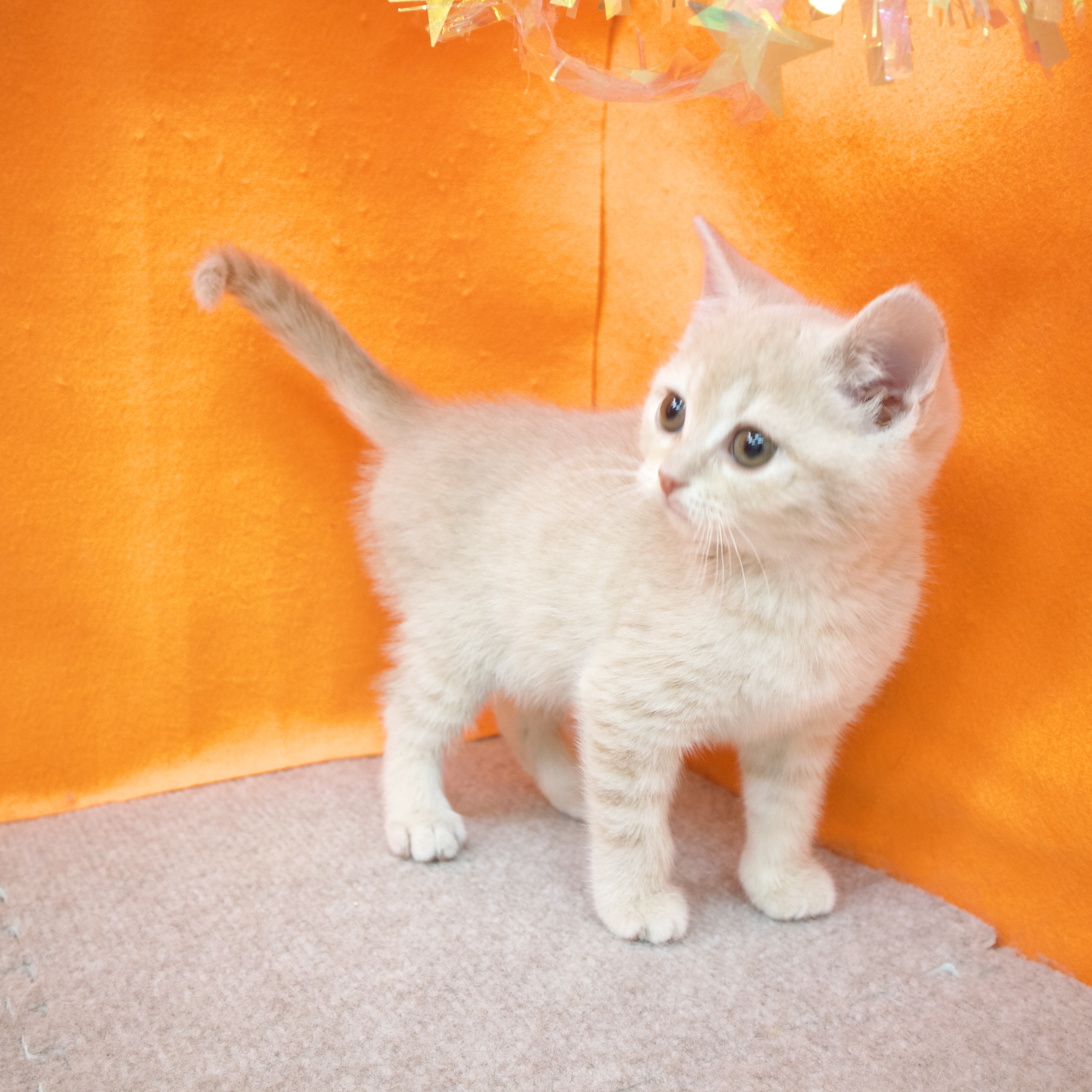 大阪府のスコティッシュストレート (犬の家＆猫の里吹田店/2026年1月9日生まれ/男の子/クリームタビー)の子猫の4枚目の画像