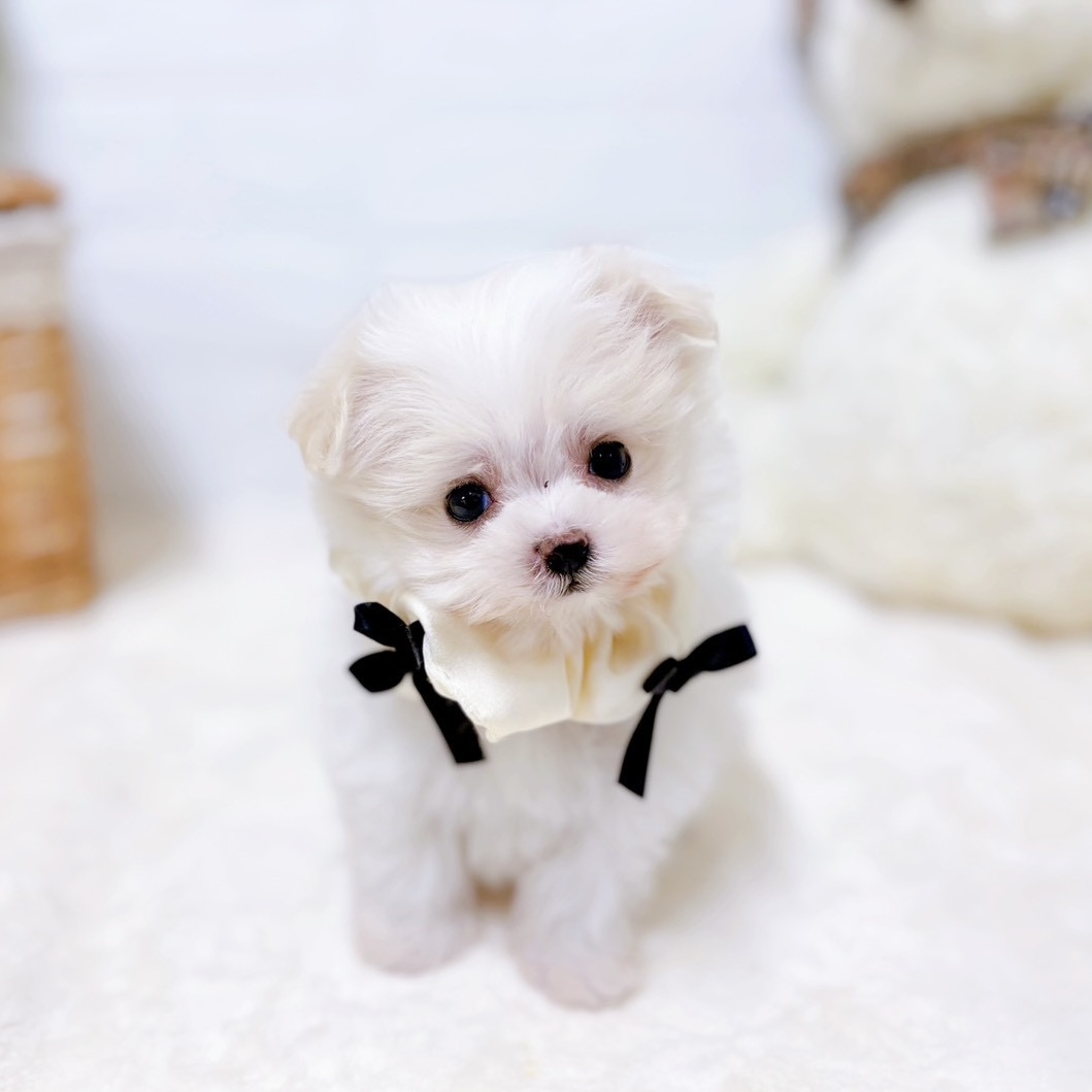 滋賀県のマルプー(マルチーズ×プードル) (犬の家＆猫の里近江八幡店/2026年1月15日生まれ/女の子/ホワイトクリーム)の子犬の4枚目の画像