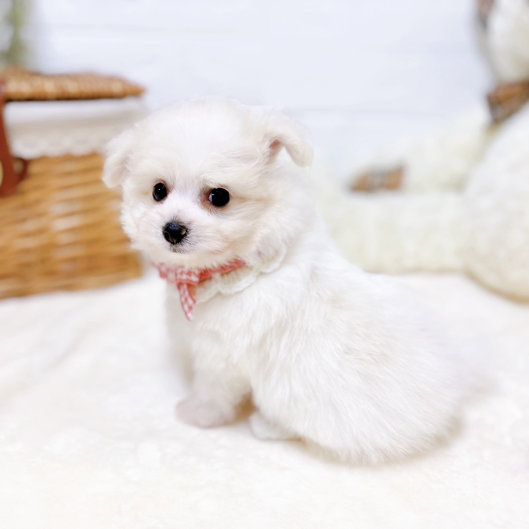 滋賀県のポメビション(ポメラニアン×ビションフリーゼ) (犬の家＆猫の里近江八幡店/2026年1月13日生まれ/女の子/ホワイトクリーム)の子犬の4枚目の画像
