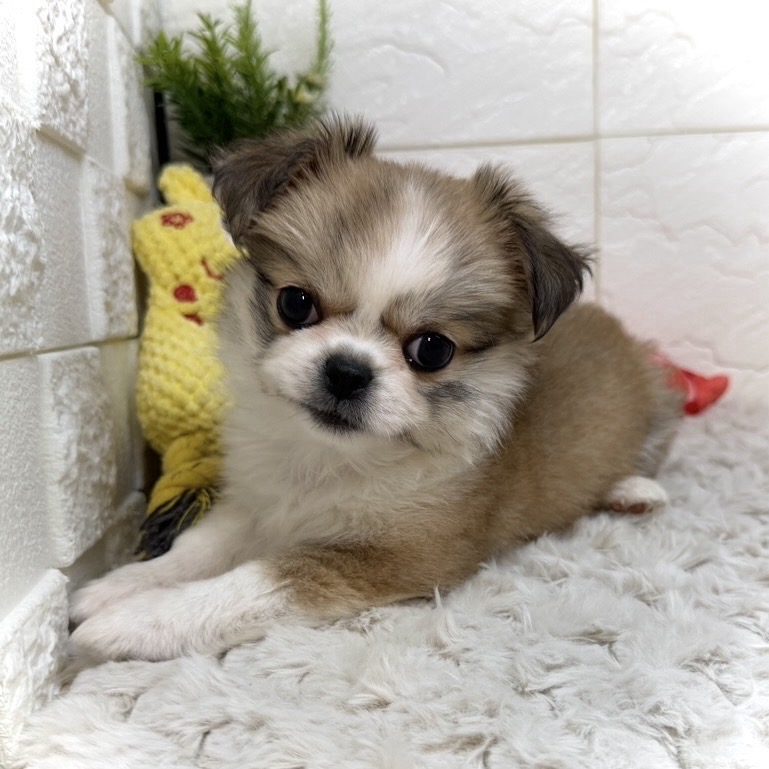 兵庫県のペキシーズー/ペキズー(ペキニーズ×シーズー) (犬の家＆猫の里ゆめタウン姫路店/2026年1月1日生まれ/女の子/フォーンホワイト)の子犬の4枚目の画像
