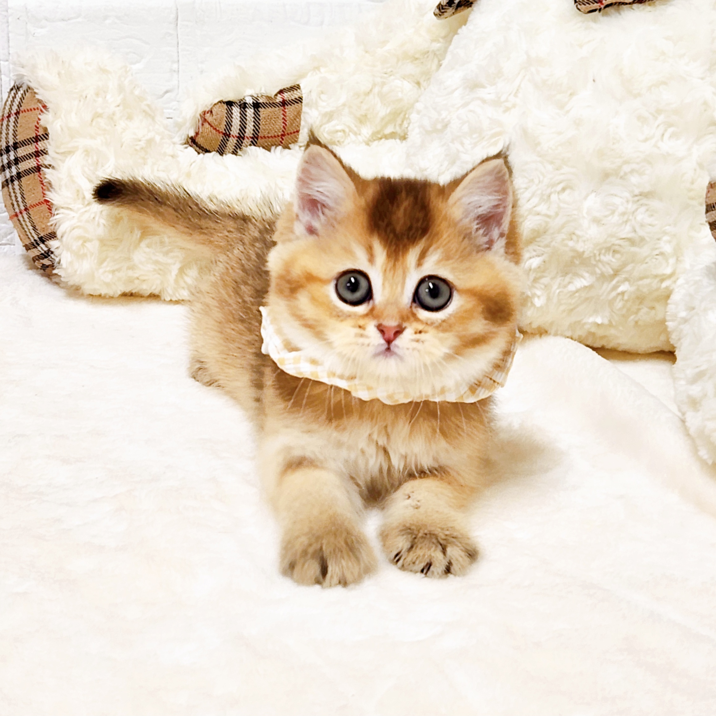 滋賀県のブリティッシュショートヘアー (犬の家＆猫の里近江八幡店/2026年1月14日生まれ/女の子/ブラックゴールデンシェーデット)の子猫の4枚目の画像