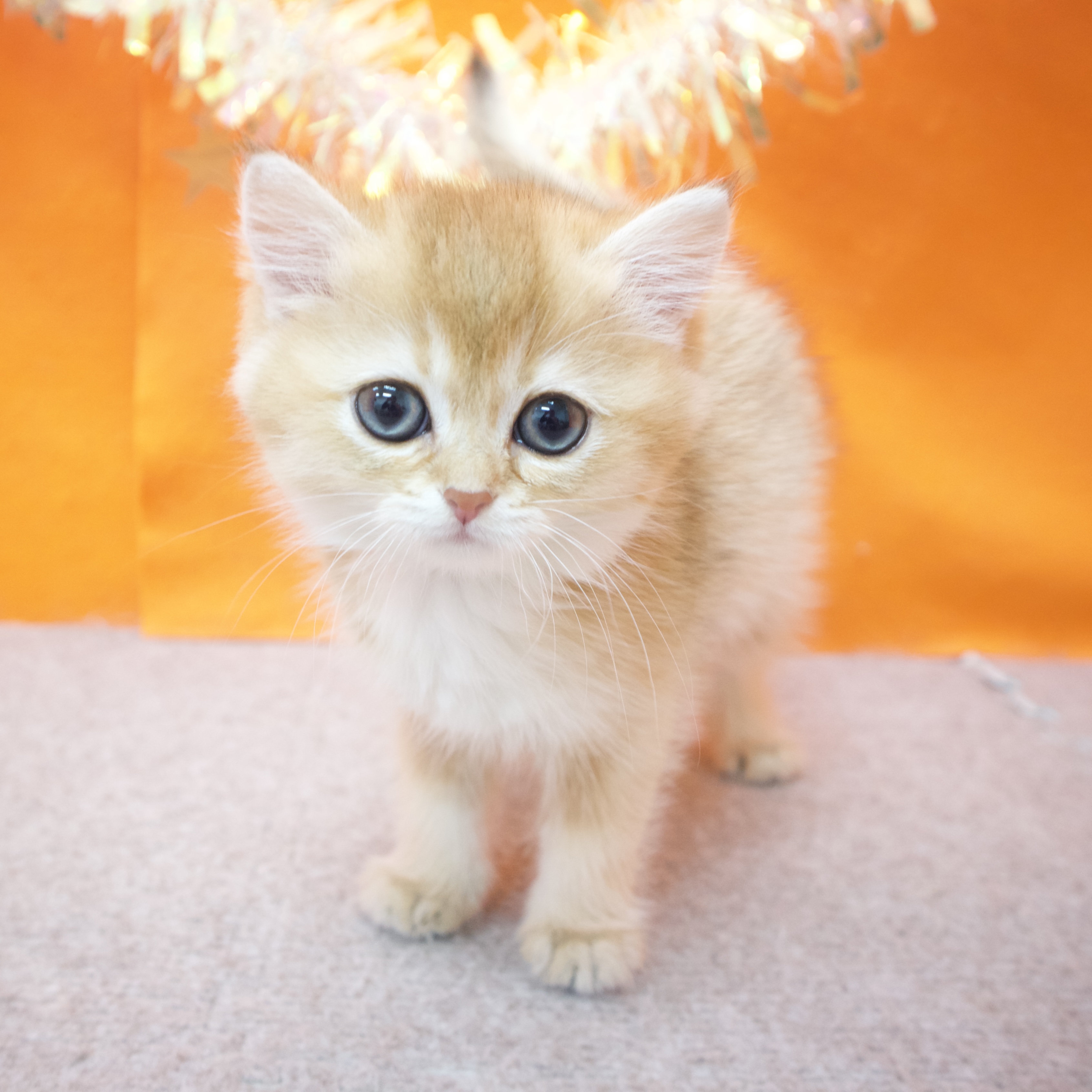 大阪府のブリティッシュショートヘアー (犬の家＆猫の里吹田店/2026年1月14日生まれ/女の子/ブラックゴールデンシェーデット)の子猫の4枚目の画像