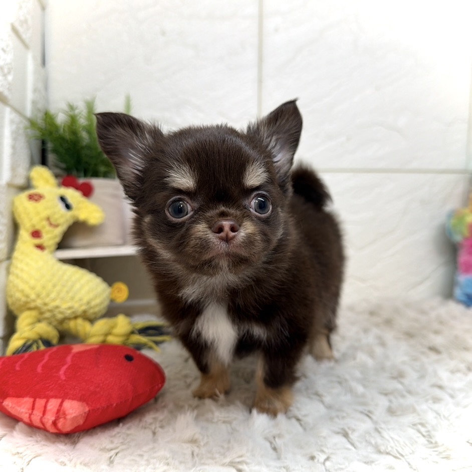 兵庫県のチワワ(ロング) (犬の家＆猫の里ゆめタウン姫路店/2026年1月14日生まれ/男の子/チョコレートクリームホワイト)の子犬の4枚目の画像