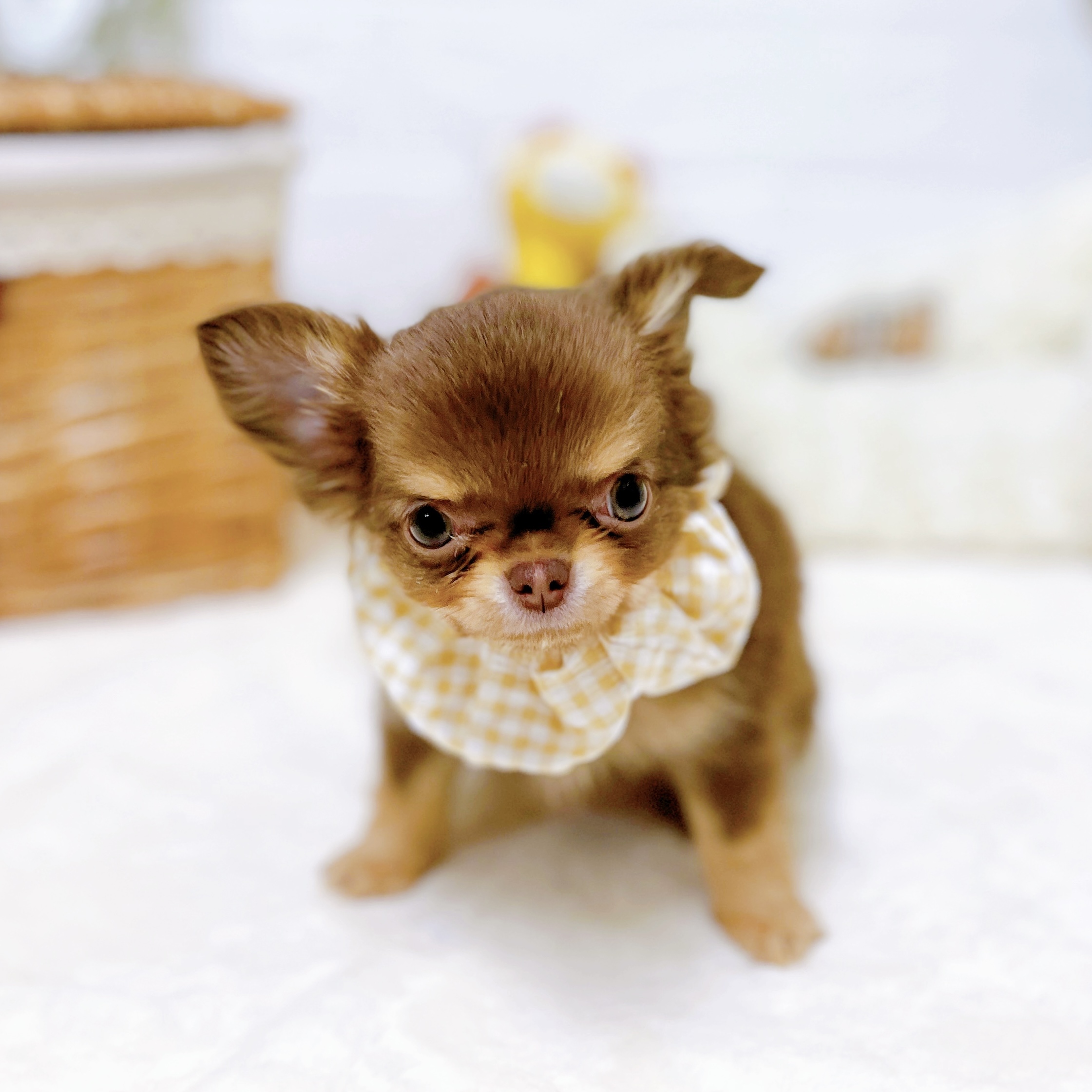 滋賀県のチワワ(ロング) (犬の家＆猫の里近江八幡店/2026年1月15日生まれ/女の子/チョコレートクリーム)の子犬の4枚目の画像