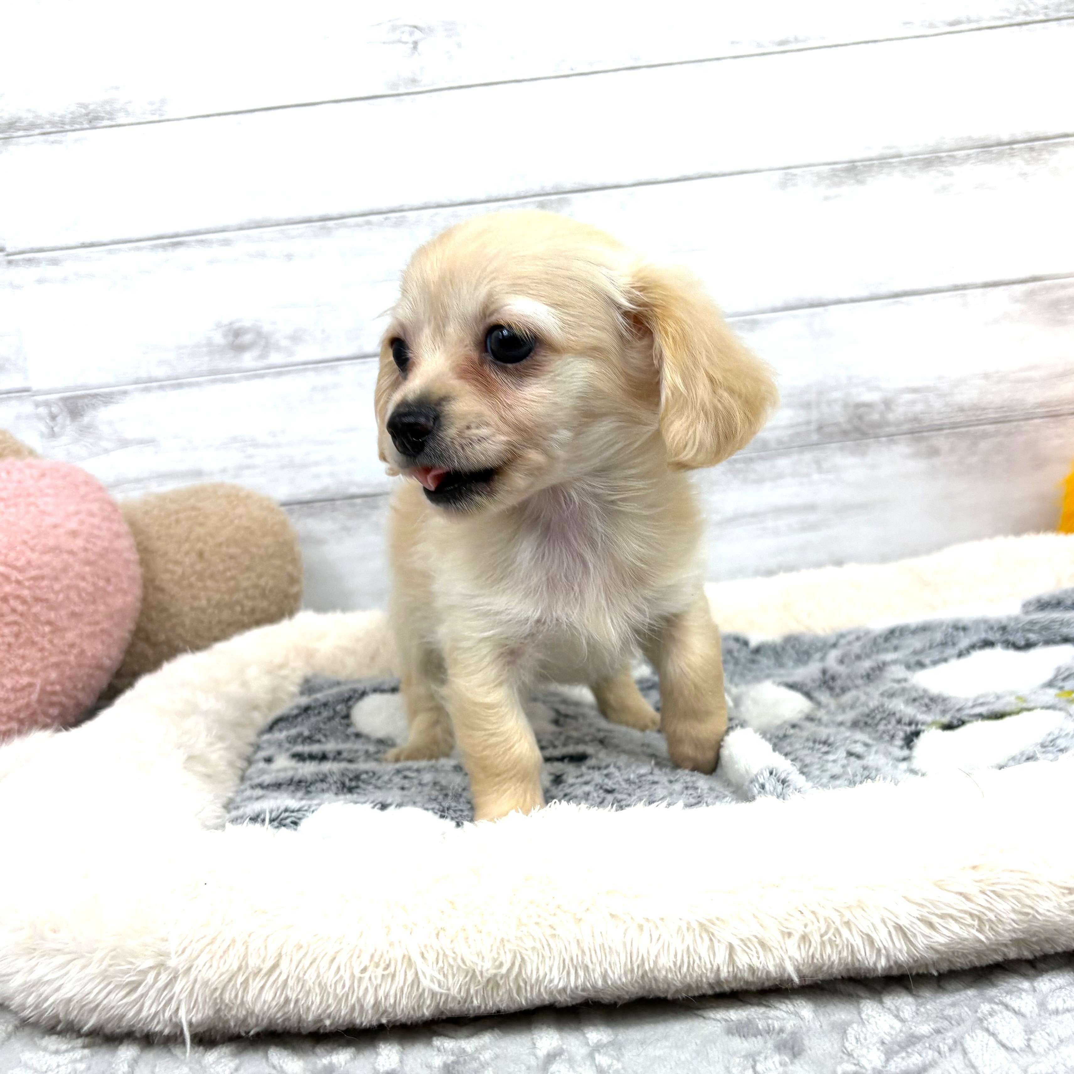 兵庫県のチワックス(チワワ×ダックス) (犬の家＆猫の里川西店/2026年1月13日生まれ/男の子/クリーム)の子犬の4枚目の画像