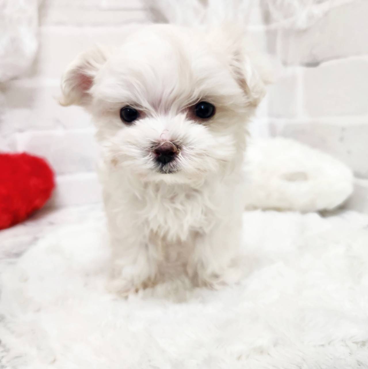 ハーフ犬男の子の写真