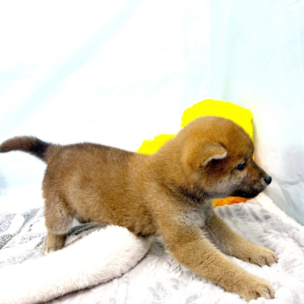 兵庫県の柴犬(標準サイズ) (犬の家＆猫の里川西店/2026年1月15日生まれ/男の子/赤)の子犬の4枚目の画像