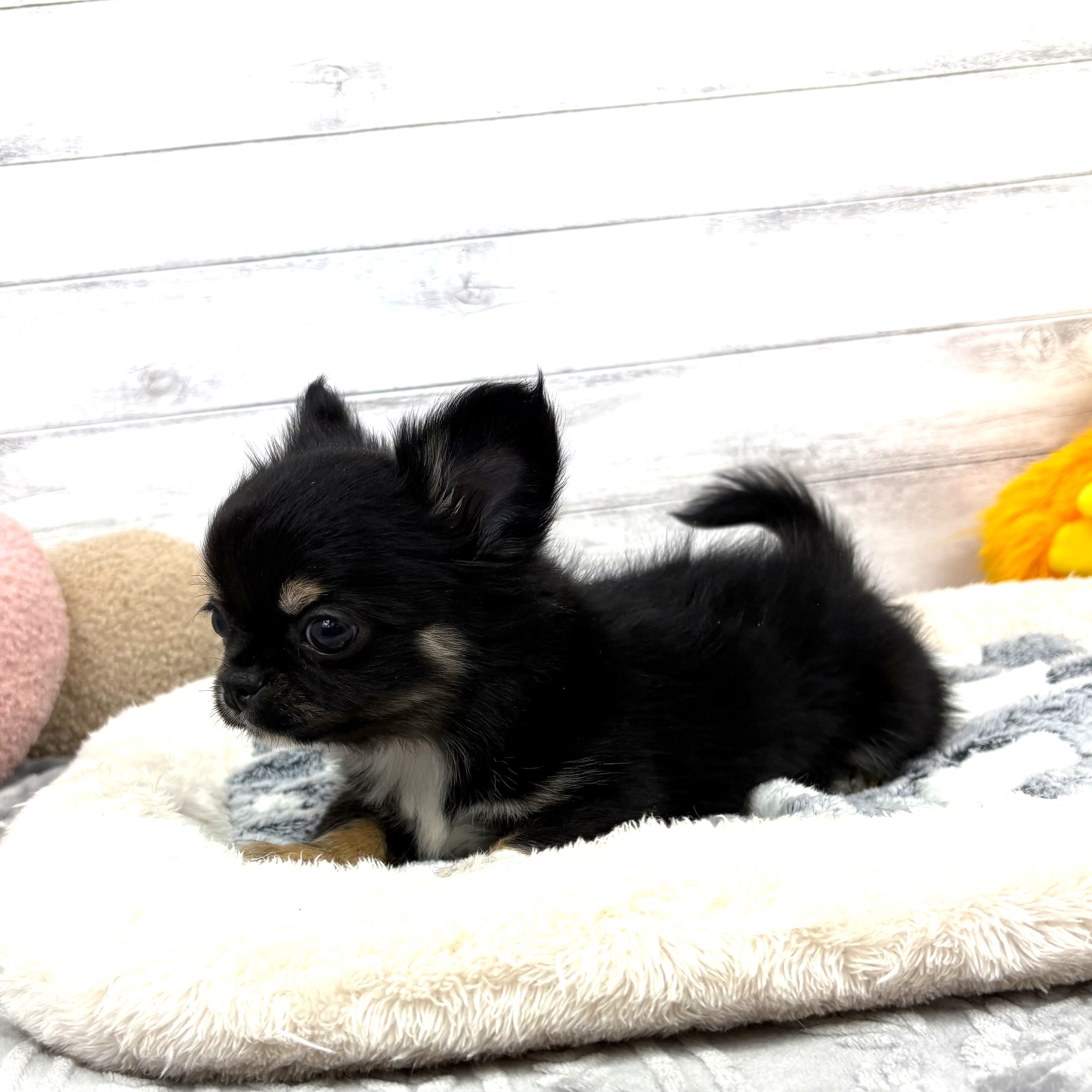 兵庫県のチワワ(ロング) (犬の家＆猫の里川西店/2026年1月15日生まれ/男の子/ブラックタンホワイト)の子犬の4枚目の画像