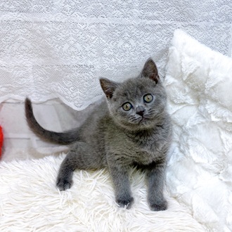 滋賀県のブリティッシュショートヘアー (犬の家＆猫の里長浜店/2026年1月15日生まれ/女の子/ブルー)の子猫の4枚目の画像