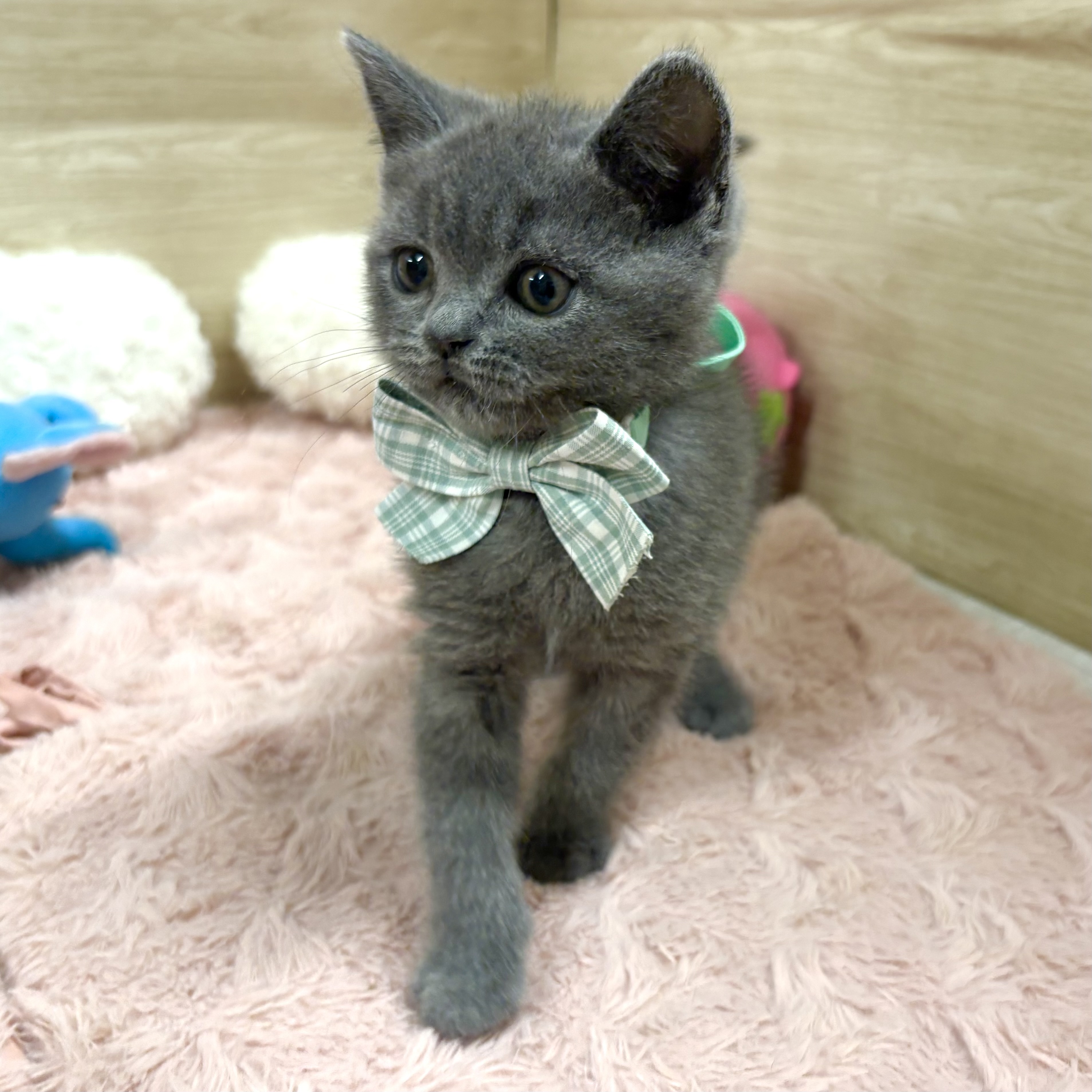 大阪府のブリティッシュショートヘアー (犬の家＆猫の里そよら東岸和田店/2026年1月12日生まれ/男の子/ブルー)の子猫の4枚目の画像