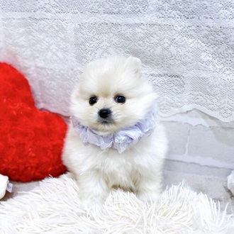 滋賀県のポメラニアン (犬の家＆猫の里長浜店/2026年1月14日生まれ/女の子/クリーム)の子犬の4枚目の画像