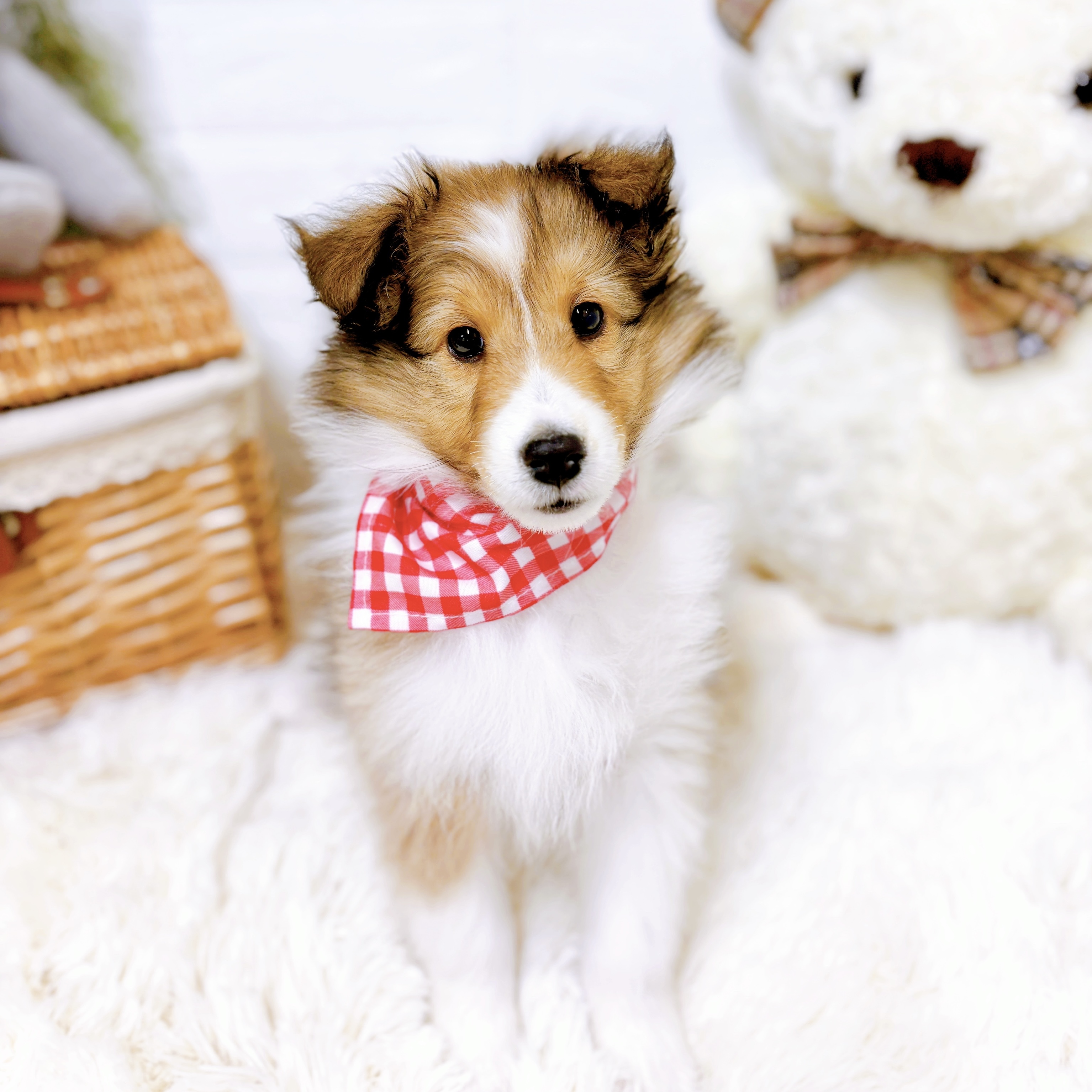 滋賀県のシェットランドシープドッグ (犬の家＆猫の里近江八幡店/2026年1月9日生まれ/女の子/セーブルホワイト)の子犬の4枚目の画像