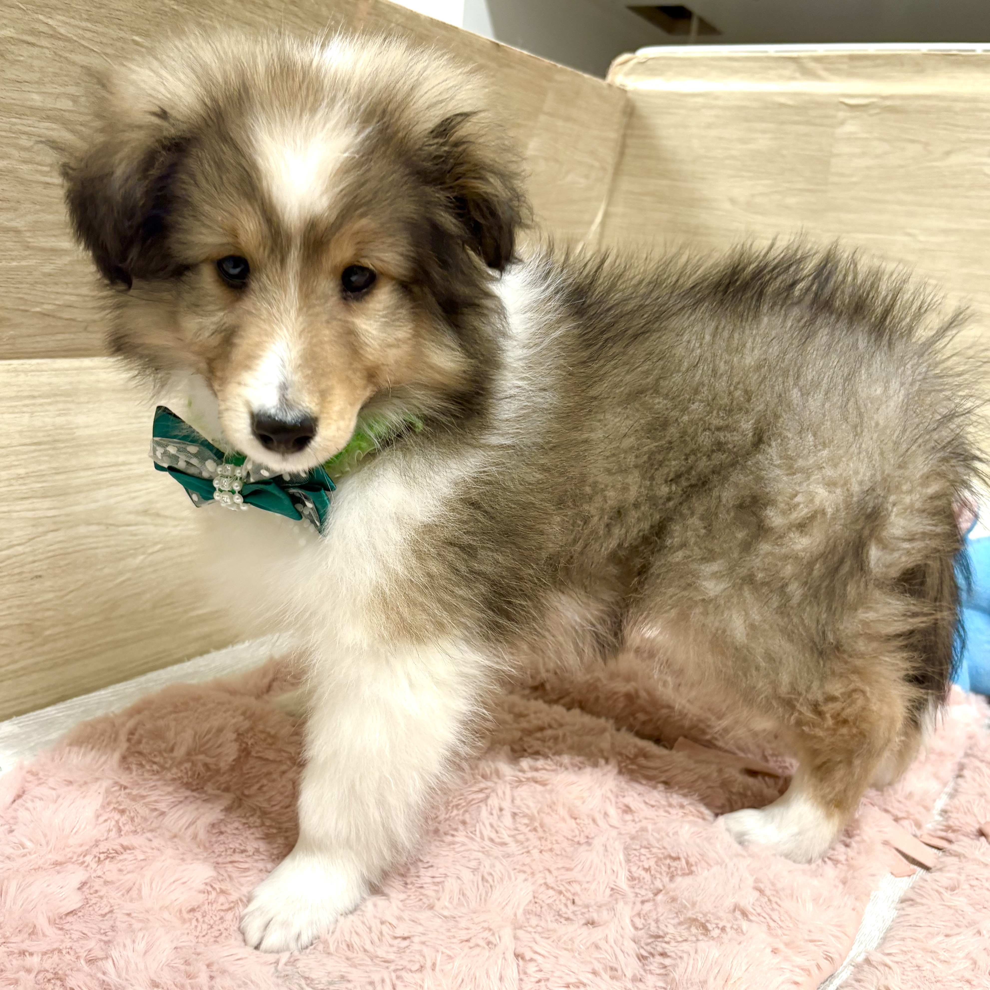 大阪府のシェットランドシープドッグ (犬の家＆猫の里そよら東岸和田店/2026年1月9日生まれ/男の子/セーブルホワイト)の子犬の4枚目の画像