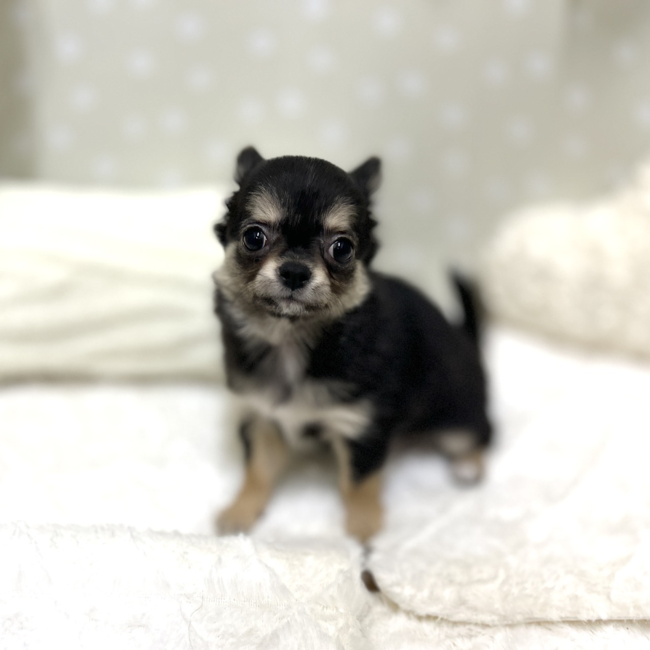 愛知県のチワワ(ロング) (犬の家＆猫の里安城店/2026年1月15日生まれ/女の子/ブラックタンホワイト)の子犬の4枚目の画像