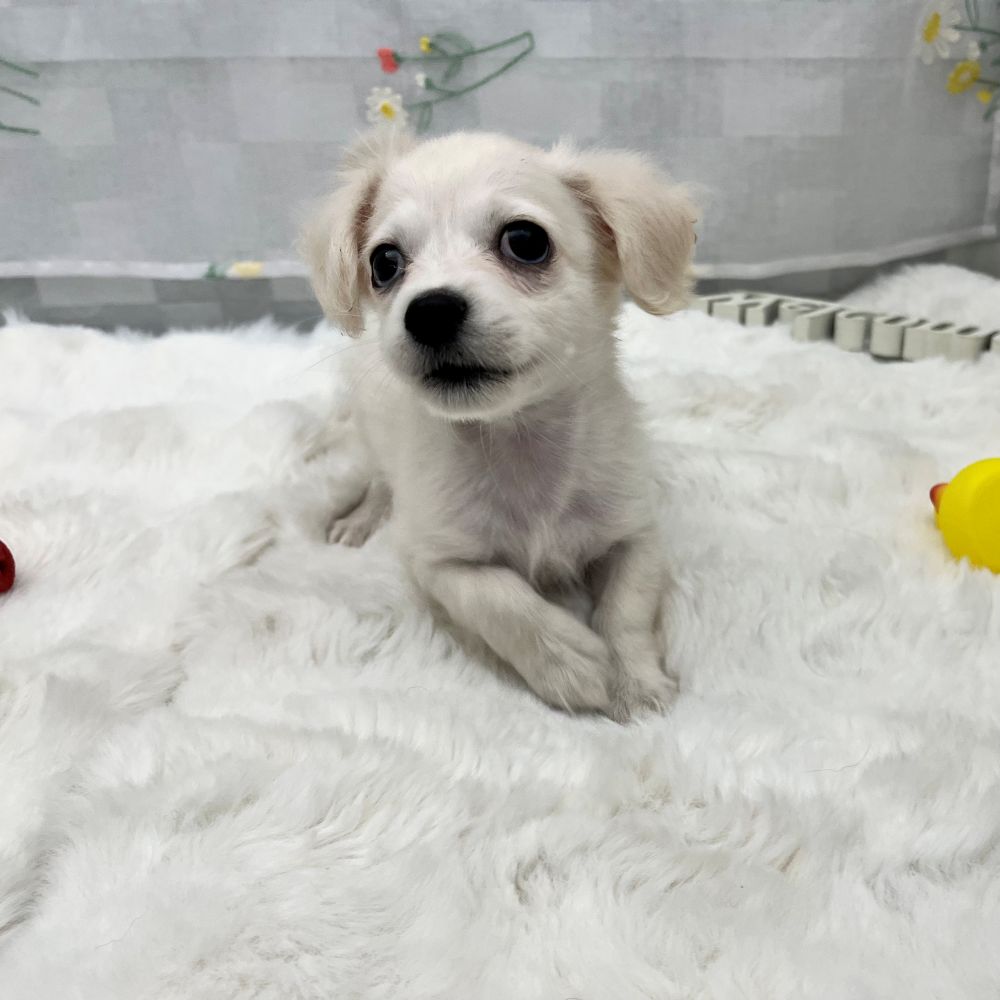 静岡県のチワックス(チワワ×ダックス) (犬の家＆猫の里MEGAドン・キホーテ袋井店/2026年1月13日生まれ/男の子/クリーム)の子犬の4枚目の画像