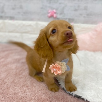 静岡県のカニンヘンダックスフンド(ロング) (犬の家＆猫の里プレ葉ウォーク浜北店/2026年1月14日生まれ/男の子/クリアレッド)の子犬の4枚目の画像