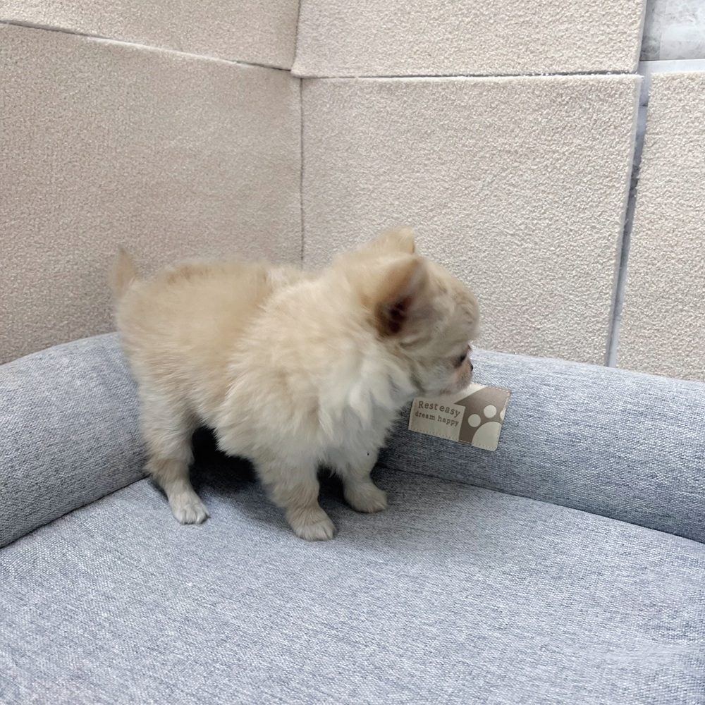 長野県のチワワ(ロング) (犬の家＆猫の里塩尻店/2026年1月12日生まれ/女の子/クリーム)の子犬の4枚目の画像