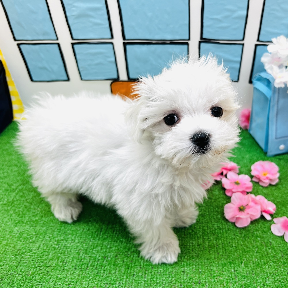 愛知県のマルチーズ (犬の家＆猫の里名古屋天白店/2026年1月13日生まれ/男の子/ホワイト)の子犬の4枚目の画像