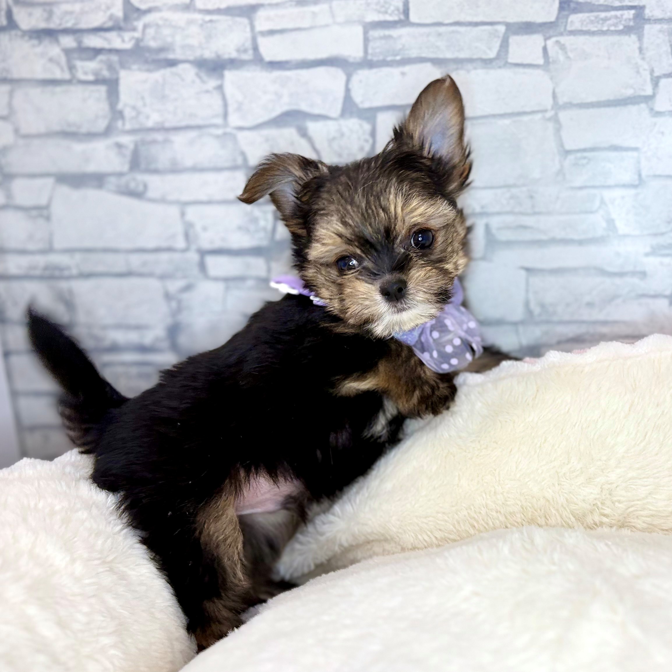 長野県のヨーチー/チワキー/チワヨーキー(ヨークシャーテリア×チワワ) (犬の家＆猫の里長野店/2026年1月12日生まれ/男の子/スチールブルータン)の子犬の4枚目の画像