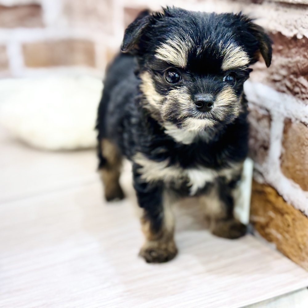 三重県のヨーチー/チワキー/チワヨーキー(ヨークシャーテリア×チワワ) (犬の家＆猫の里三重桑名店/2026年1月12日生まれ/女の子/スチールブルータン)の子犬の4枚目の画像