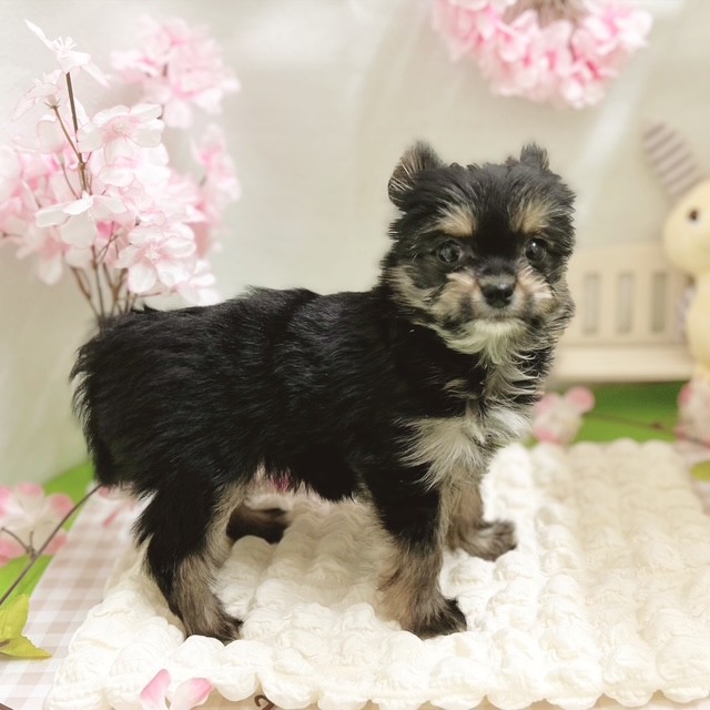静岡県のヨーチー/チワキー/チワヨーキー(ヨークシャーテリア×チワワ) (犬の家＆猫の里藤枝店/2026年1月12日生まれ/女の子/スチールブルータン)の子犬の4枚目の画像
