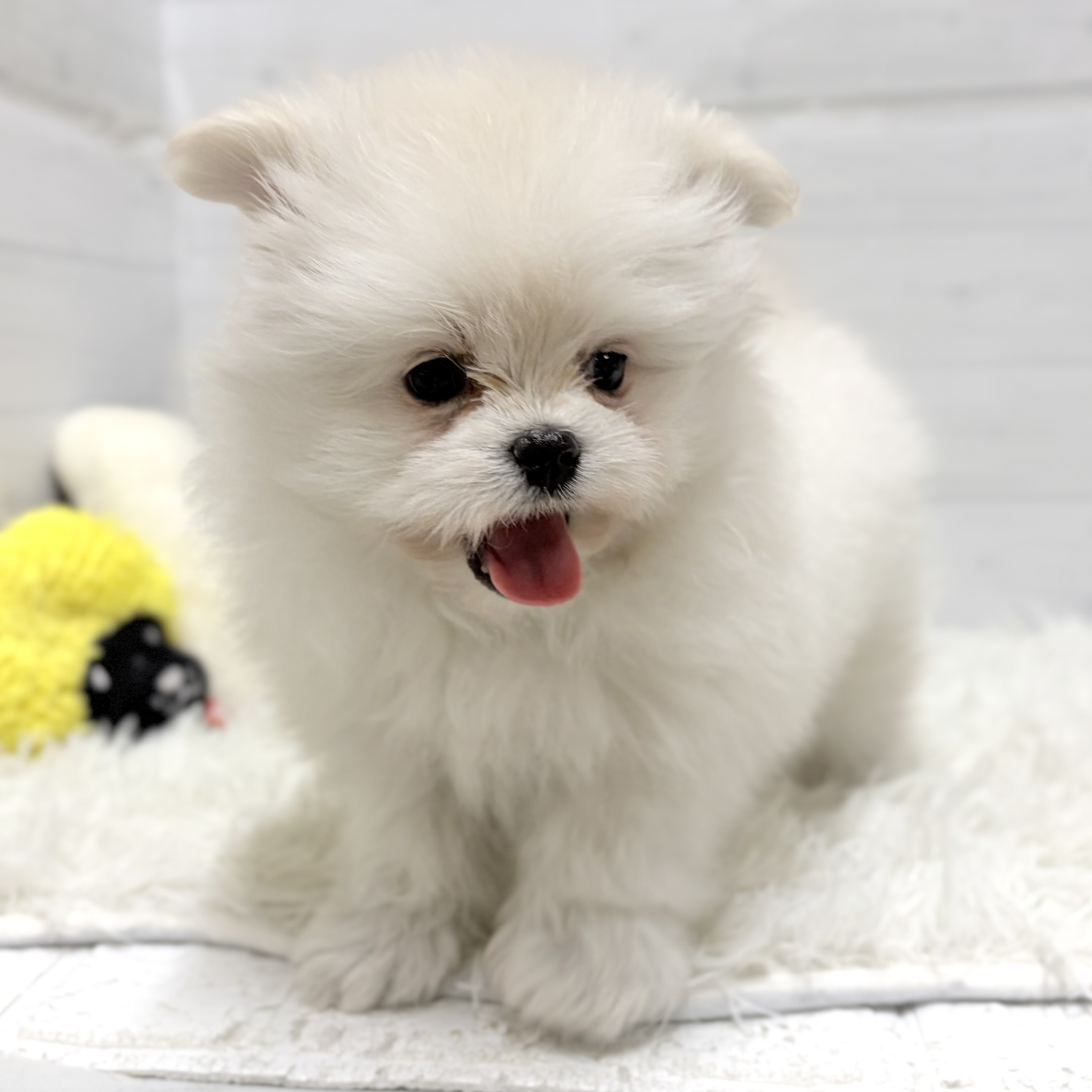 愛知県のポメマル/マルポメ(ポメラニアン×マルチーズ) (犬の家＆猫の里豊田店/2026年1月13日生まれ/男の子/ホワイト)の子犬の4枚目の画像