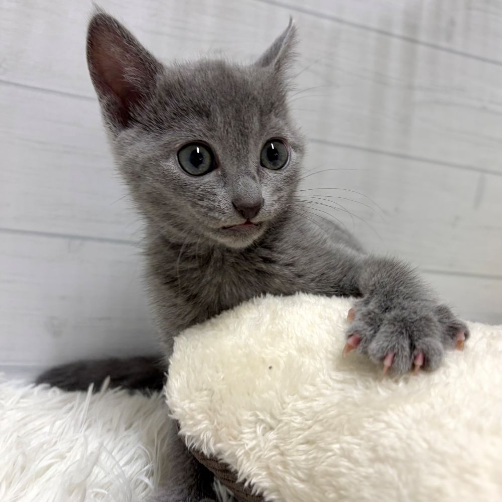 愛知県のロシアンブルー (犬の家＆猫の里豊田店/2026年1月15日生まれ/女の子/ブルー)の子猫の4枚目の画像