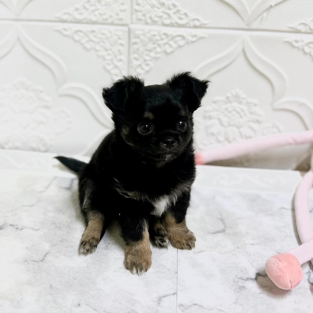 愛知県のチワワ(ロング) (犬の家＆猫の里岡崎店/2026年1月12日生まれ/男の子/ブラックタン)の子犬の4枚目の画像