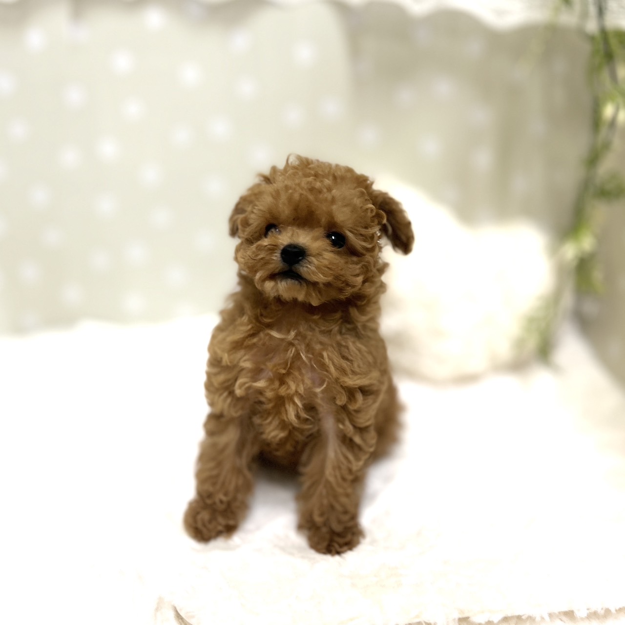 愛知県のトイプードル(ティーカップ) (犬の家＆猫の里安城店/2026年1月15日生まれ/女の子/レッドフォーン)の子犬の4枚目の画像